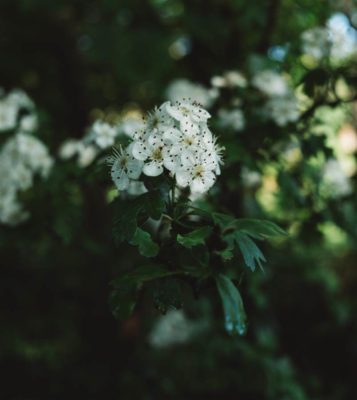 Weiße Weißdorn Blüte